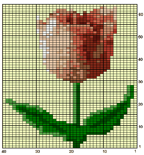 nit Tulip Chart
